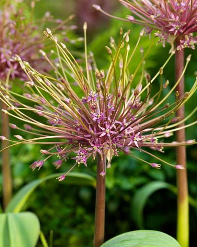 Allium schubertii