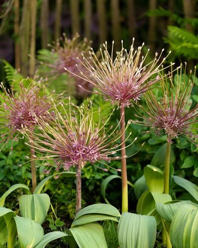 Allium schubertii