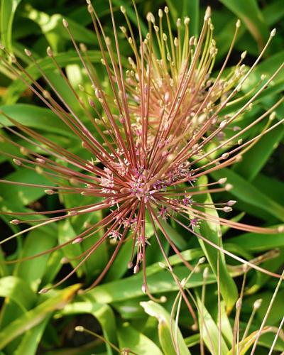 Allium schubertii