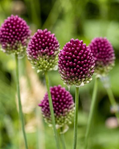 Allium sphaerocephalon