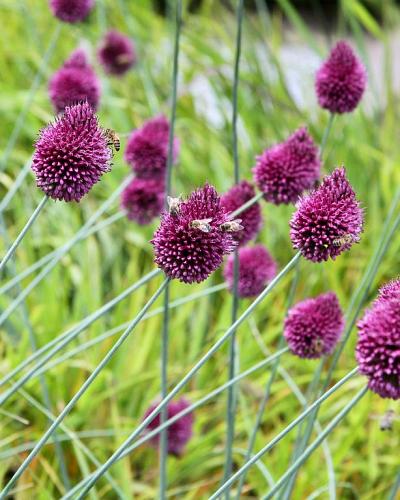 Allium sphaerocephalon