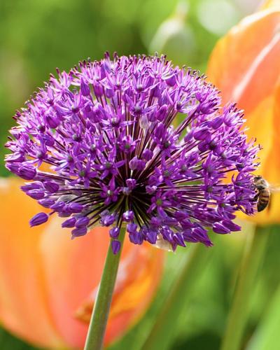 Allium Purple Sensation