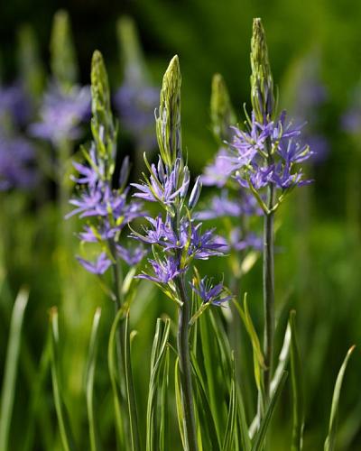 Camassia leichtlinii Caerulea