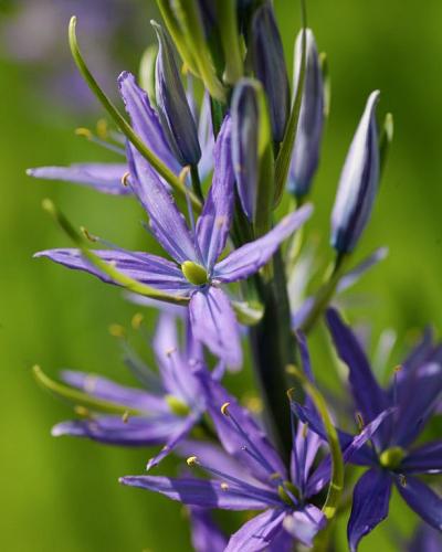 Camassia leichtlinii Caerulea