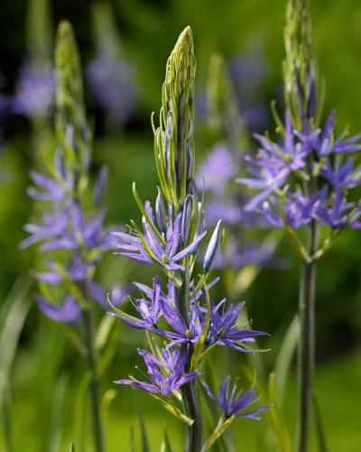 Camassia leichtlinii Caerulea