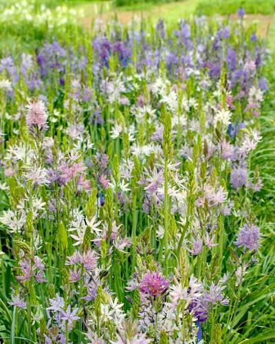 Camassia leichtlinii Caerulea