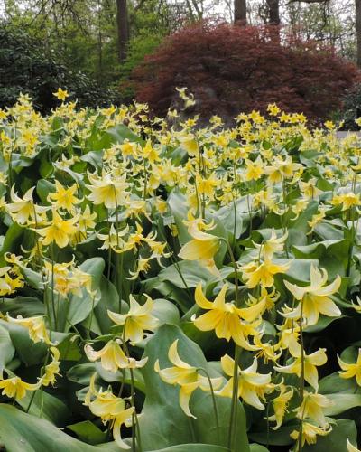 Erythronium Pagoda 