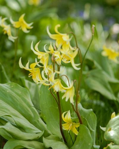 Erythronium Pagoda 