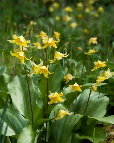 Erythronium Pagoda 