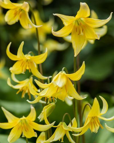 Erythronium Pagoda 