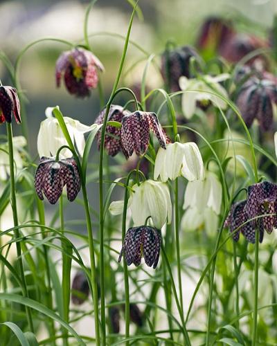 Fritillaria Meleagris 