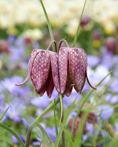 Fritillaria Meleagris 