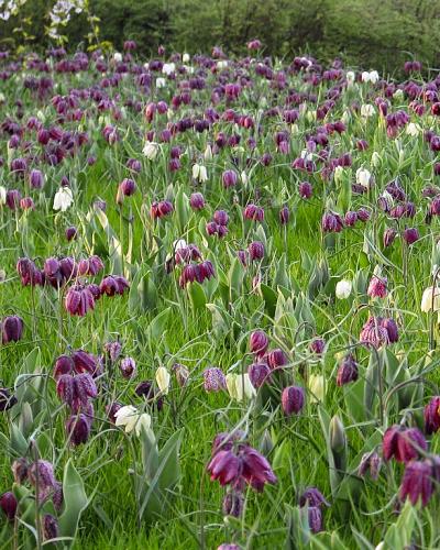 Fritillaria Meleagris 