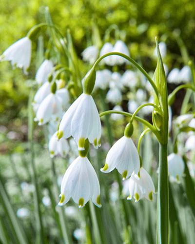 Leucojum