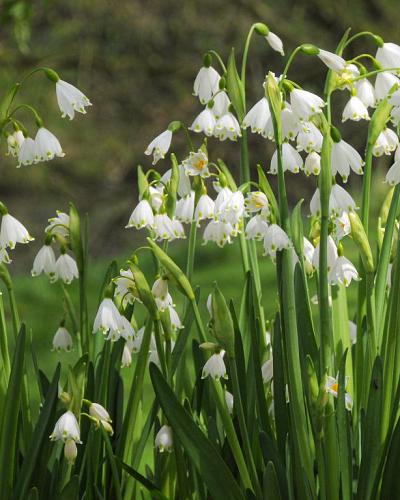 Leucojum