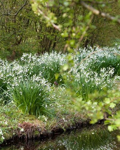 Leucojum