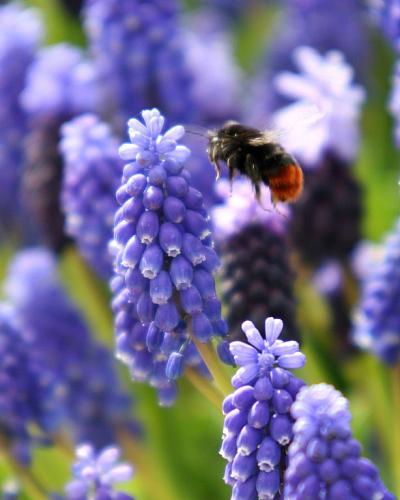 Muscari armeniacum