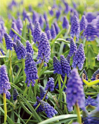 Muscari armeniacum