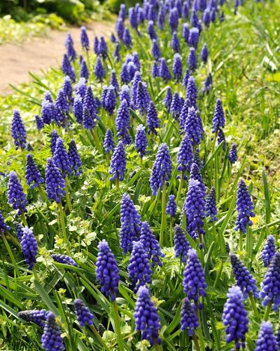 Muscari - 100 bollen