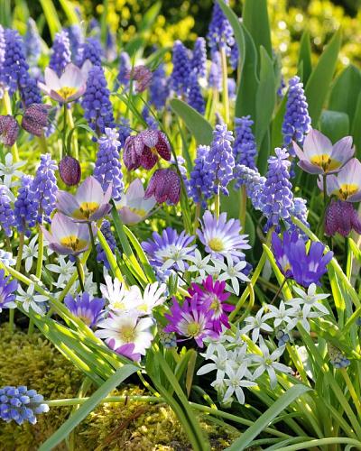 Muscari armeniacum