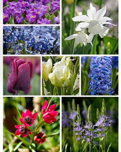 Biologische Blumenzwiebeln lila