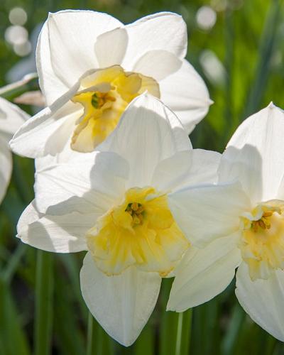 Narzisse Papillon blanc BIO