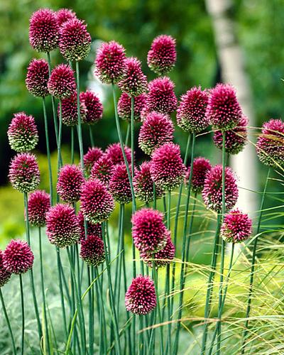 Allium Sphaerocephalon