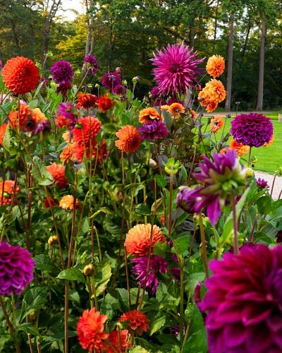 Exotic Garden