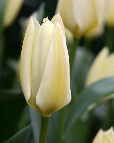 Floral Spring
