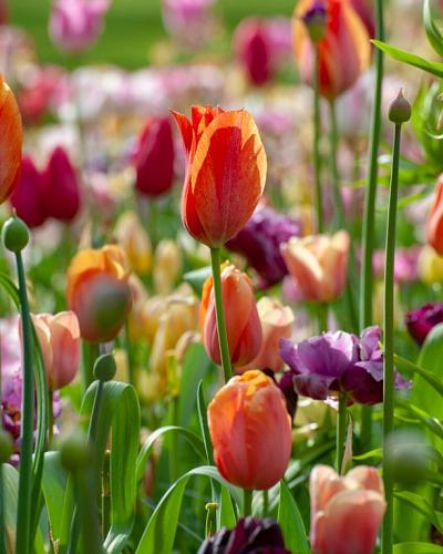 Colorful Carnival