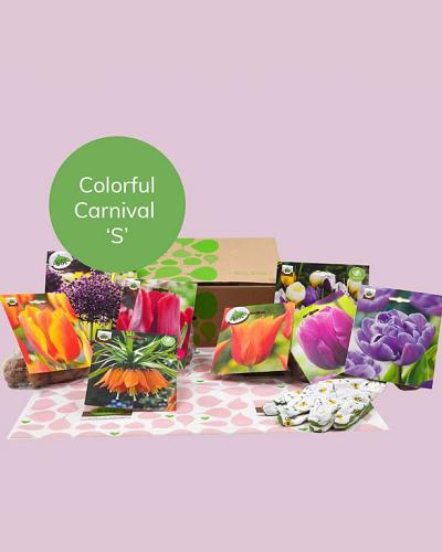 Colorful Carnival