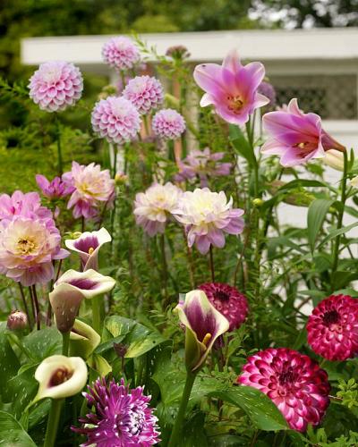 Rosy Summer