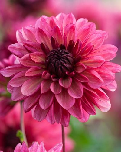 Dahlia Bacardi