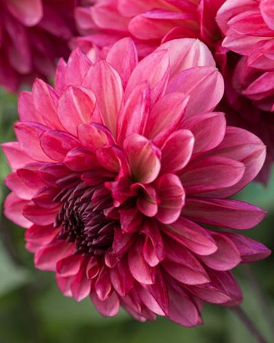 Dahlia Bacardi