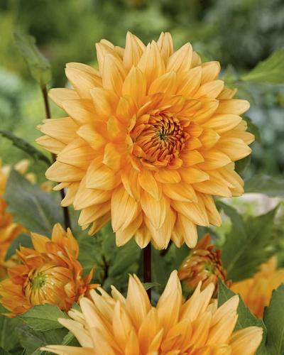 Dahlia Glorie van Noordwijk 