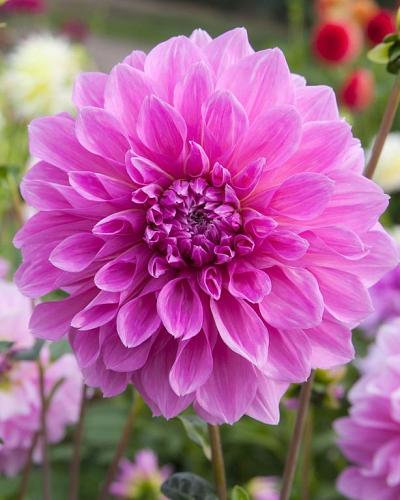 Dahlia Lavender Perfection