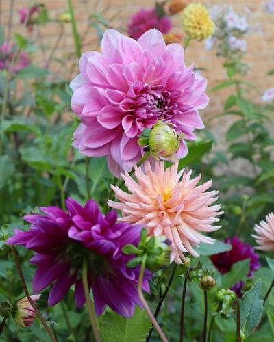 Dahlia Lavender Perfection