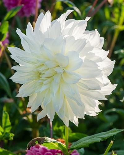 Dahlia Fleurel