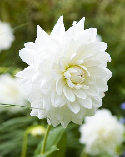 Dahlia Fleurel