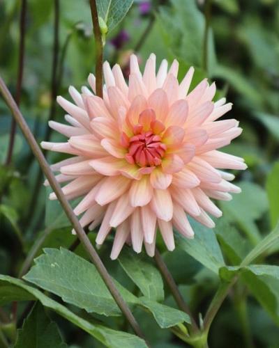 Dahlia Preference