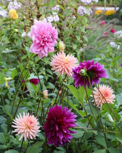 Dahlia Preference