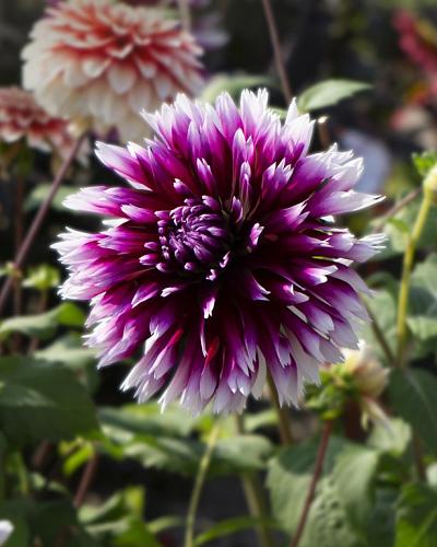 Dahlie Alauna Clair Obscur