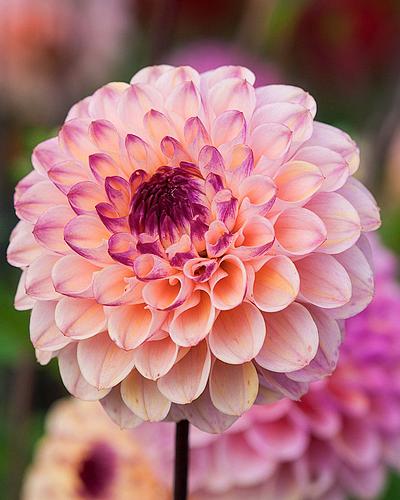 Dahlia Wine Eyed Jill