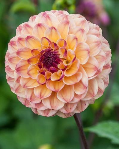Dahlia Wine Eyed Jill