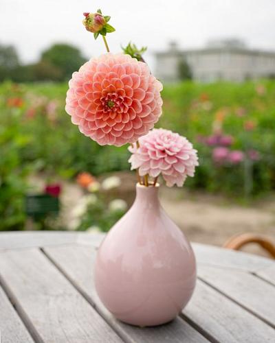 Dahlia Wine Eyed Jill