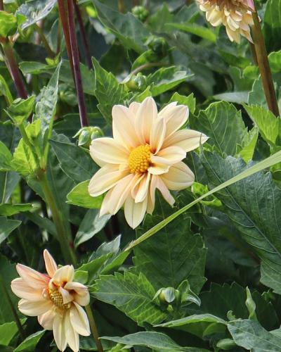 Dahlie Topmix Apricot