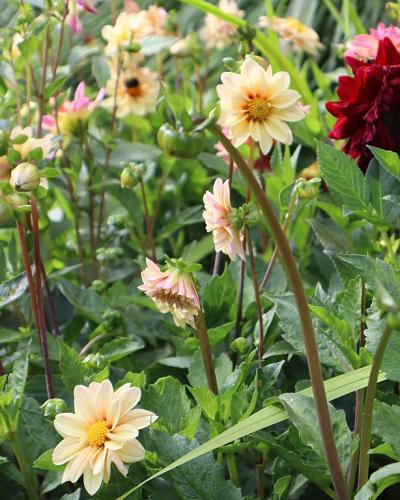 Dahlia Topmix Apricot