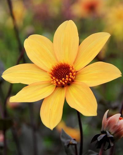 Dahlia Bishop of York