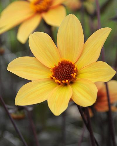 Dahlia Bishop of York