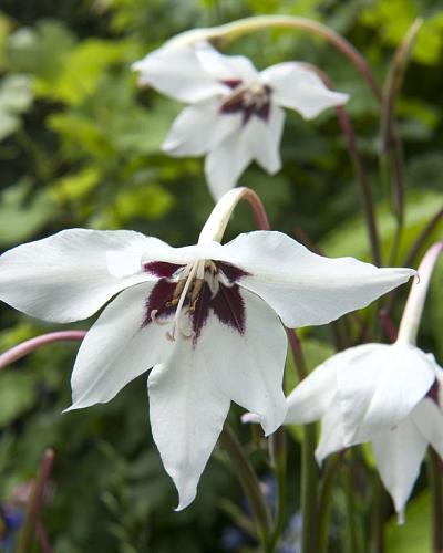 Gladiolus callianthus